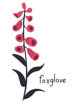 Foxglove vector illustration Stock-Illustration