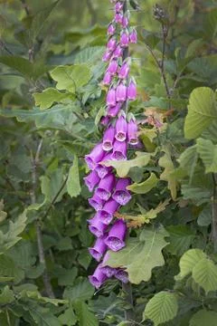 Foxglove in the wild Foto stock