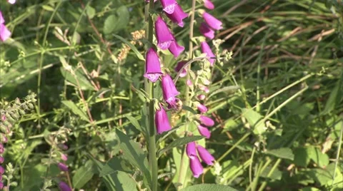 Foxgloves and Bumble bee Video stock 8817674