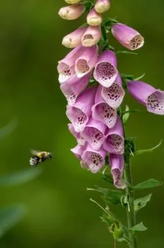 Foxgloves with bee Stock Photos