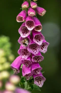 Foxgloves with bee Stock Photos