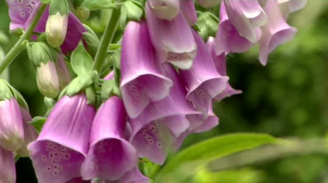 Foxgloves With Bees In Breeze Stock-Footage 830348