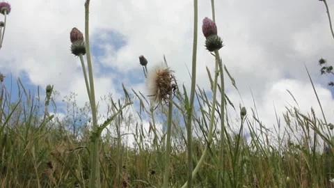 Foxgloves dancing in a windy day Video stock 246241841