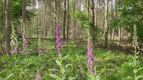 Foxgloves (digitalis) in the forest at the end of Spring. Stock Footage 209151083