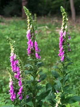 Foxgloves in Epping Forest, England Stock Photos