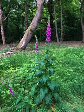 Foxgloves in Epping Forest, England Foto stock