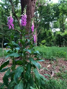 Foxgloves in Epping Forest Stock Photos