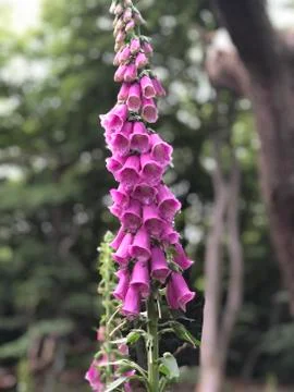 Foxgloves in Epping Forest Stock Photos