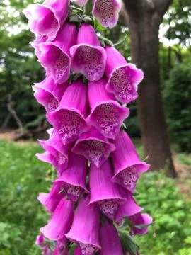 Foxgloves in Epping Forest Stock Photos