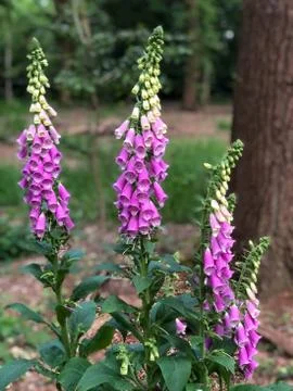 Foxgloves in Epping Forest Foto stock