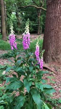 Foxgloves in Epping Forest Stock Photos