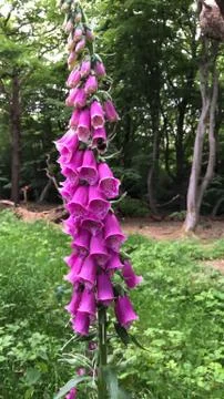 Foxgloves in Epping Forest Stock Photos