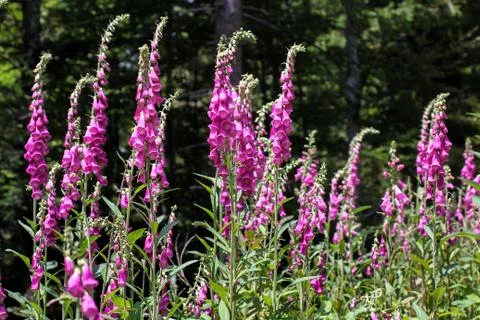 Foxgloves in the forest Stock Photos
