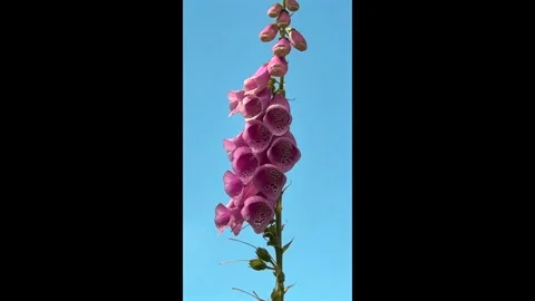 Foxgloves growing wild in the UK. Vertical Video Видео 336656772