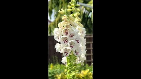 Foxgloves growing wild in the UK .Vertical  video Stock-Footage 336656812