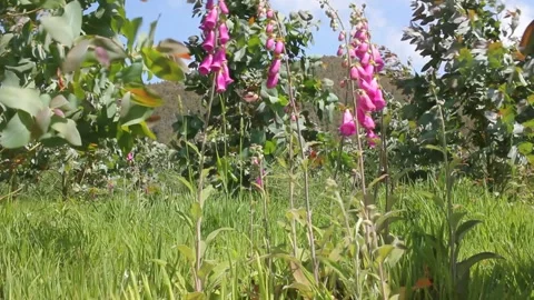 Foxgloves in a meadow in the mountains Stock Footage 246241849