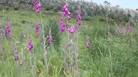 Foxgloves moved by the wind Stock Footage 246242014
