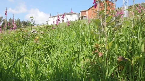 Foxgloves moving in a windy day and a house in the background Stock Footage 246242073