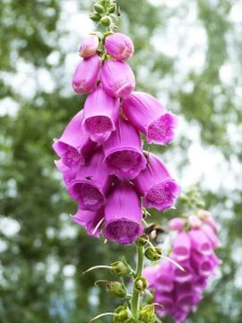 Foxgloves Foto stock