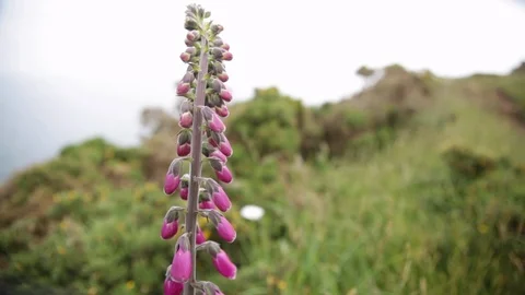 Foxgloves plant in Cornwall Stock Footage 90427999