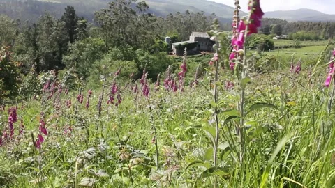 Foxgloves in a summer day in the mountains Stock Footage 246241863
