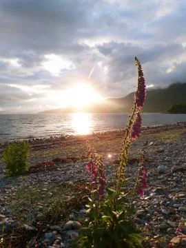 Foxgloves at sunset Foto stock