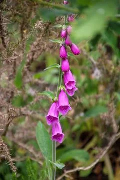 Foxgloves in the wild Stock Photos