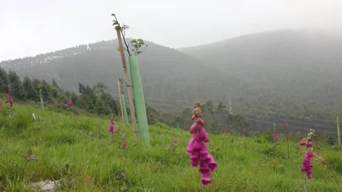 Foxgloves in a windy day in the mountains Stock Footage 246241847