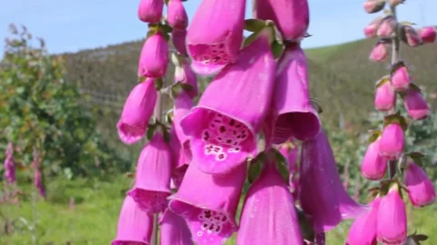 Foxgloves in a windy day in the mountains Stock Footage 246241848
