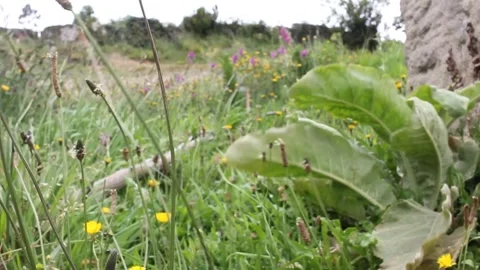 Foxgloves in windy day in the mountains Stock Footage 246242016
