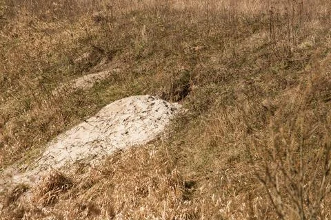 Foxhole in a grass field Photos