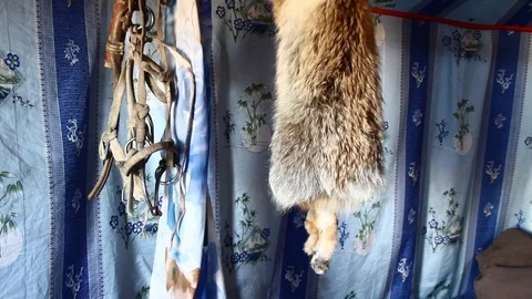 Fox's fur inside a yurt in Mongolia Video stock 88405757