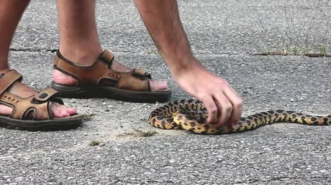 Foxsnake Removal Methods to Help Snake Off Road. Stock Footage 12152423