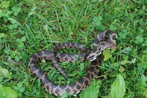 Foxsnake striking Stock Photos