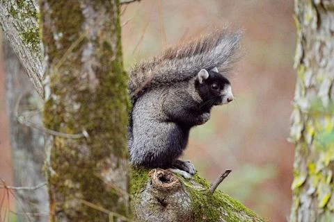 FoxSquirrel Stock Photos