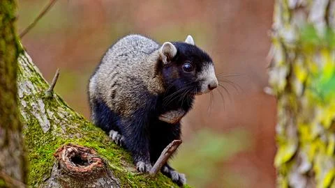 FoxSquirrel Stock Photos