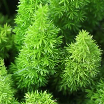 Foxtail as background or texture Stock Photos