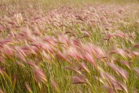 Foxtail barley Stock Photos