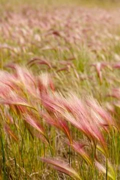 Foxtail barley Foto stock