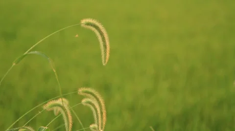 Foxtail grass and spider in sunset Stock Footage 27979104