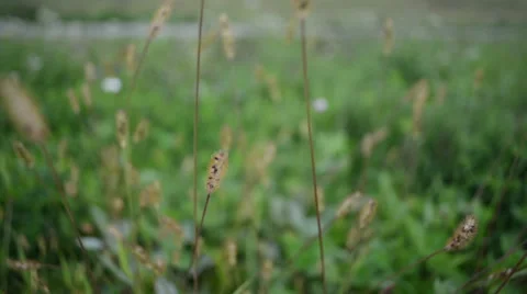 Foxtail Grass Blowing in the Wind Stock Footage 61939941