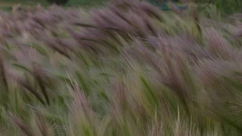 Foxtail Grass Blowing in wind Stock Footage 92485749