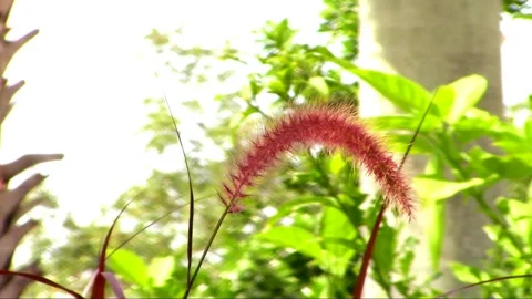 Foxtail Grass Blowing in the Wind Stock Footage 238756537
