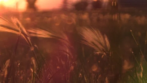 Foxtail Grass Blowing in wind at Sunset Stockbeeldmateriaal 92478632