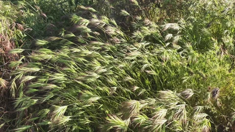 Foxtail grass blown by the wind. Stock Footage 213527861