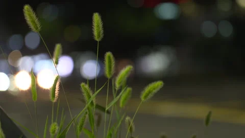 Foxtail grass illuminated by road lights at night Stock Footage 334838794