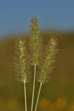 Foxtail Grass Stock Photos