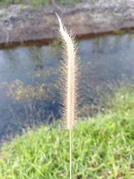 Foxtail Grass Seed Head with Depth Effect Stock Photos
