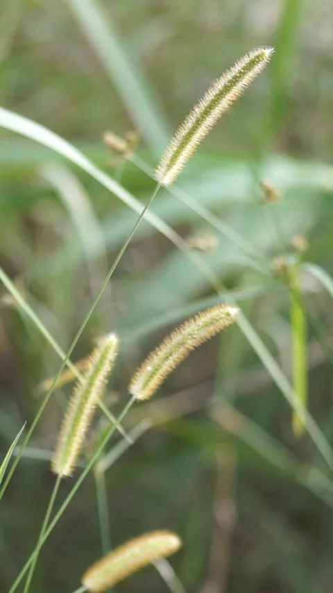 Foxtail Grass Seed Heads Growing In Nature  - Vertical Footage Stock Footage 343438448