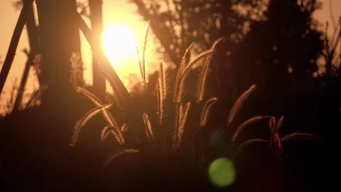 Foxtail Grass Silhouetted Against a Glowing Sunset in Serene Natural Scenery Video stock 333043357